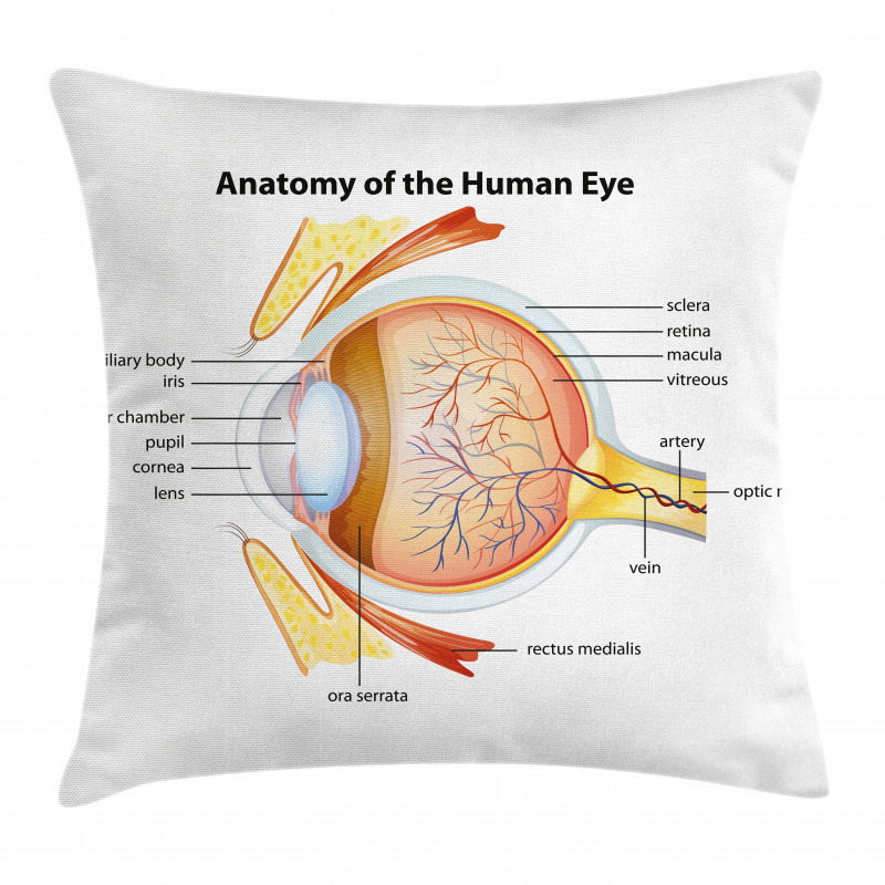 Öğretici Minder Kılıfı Gözün Anatomisi