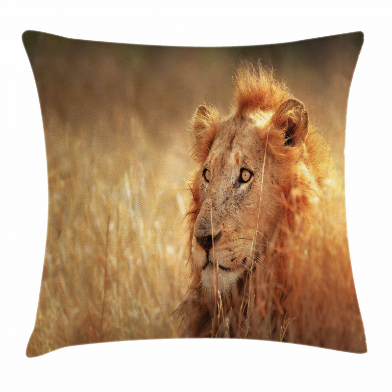 Male Lion Grass Field Pillow Cover