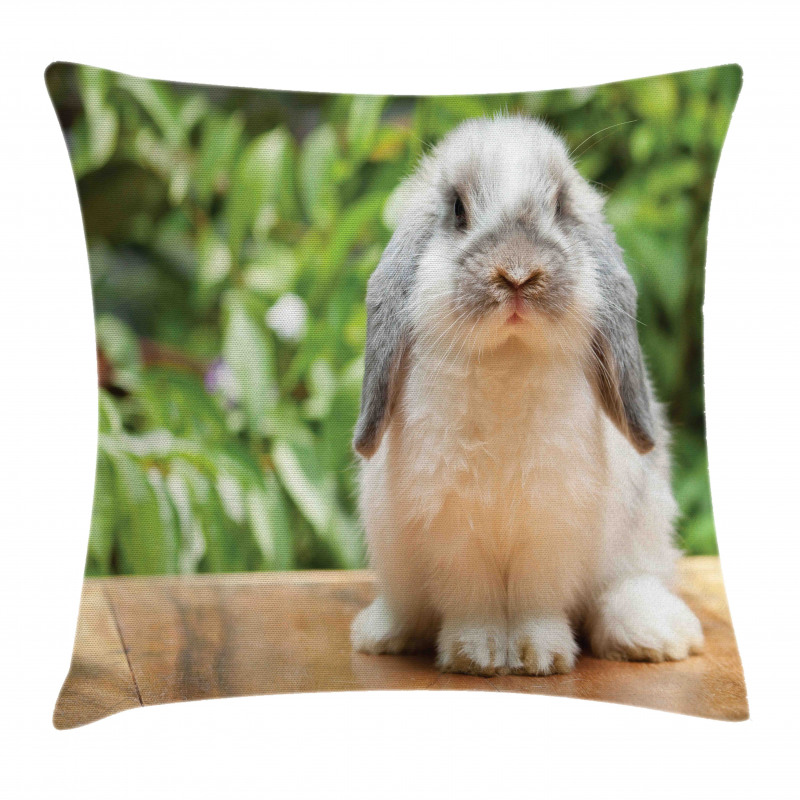 Photo of Holland Lop Rabbit Pillow Cover