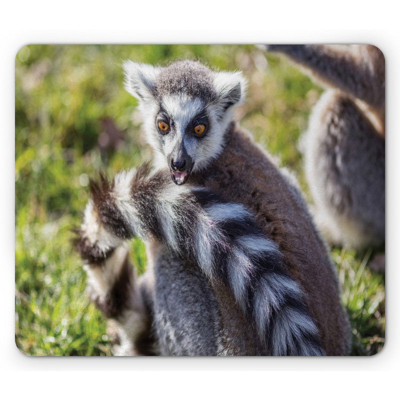 Ring Tailed Funny Expression Mouse Pad