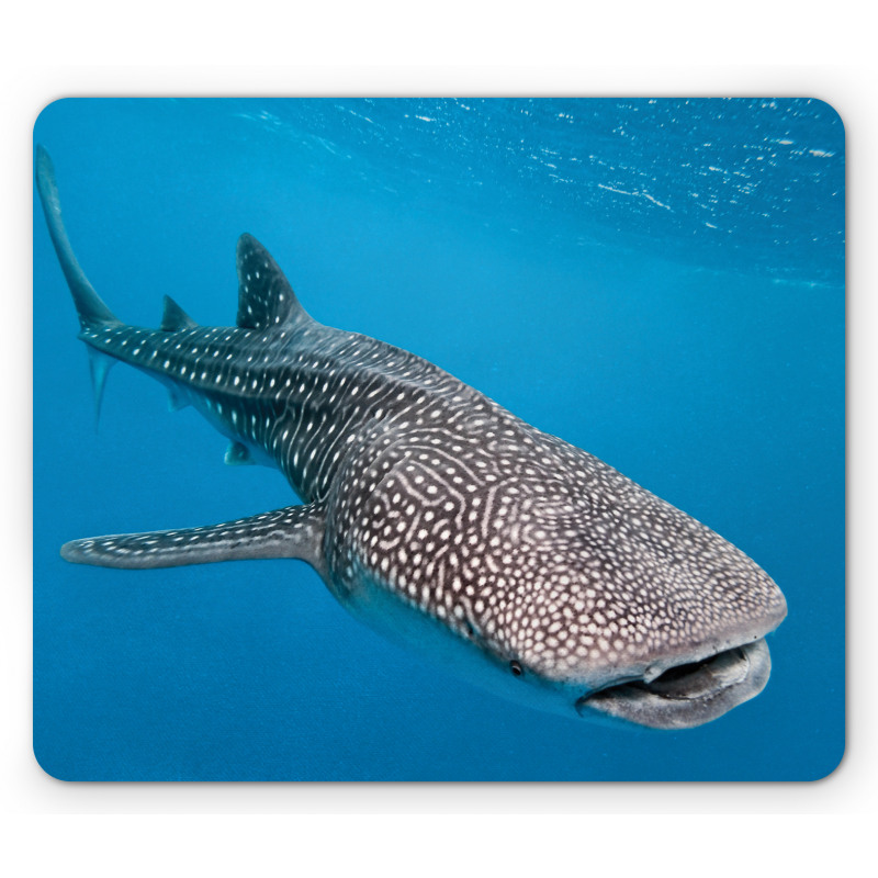 Swimming Whale Sea Mouse Pad