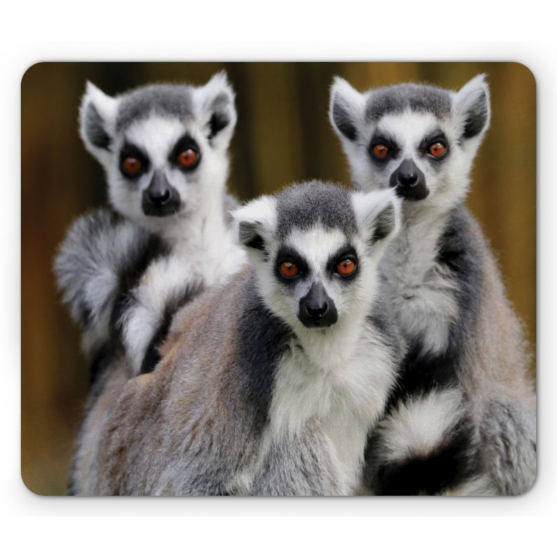 Ring Tailed Monkey Animals Mouse Pad