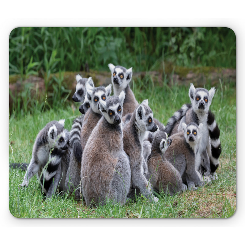 Ring Tailed Madagascar Monkey Mouse Pad