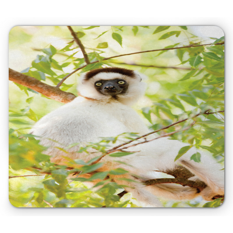 Wild Verreaux's Sifaka Photo Mouse Pad