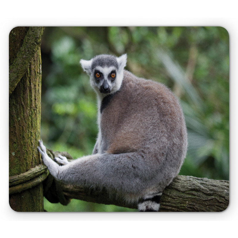 Photo of Madagascar Mammal Mouse Pad