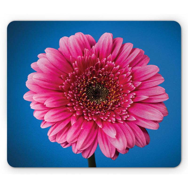 Gerbera Blossom Mouse Pad