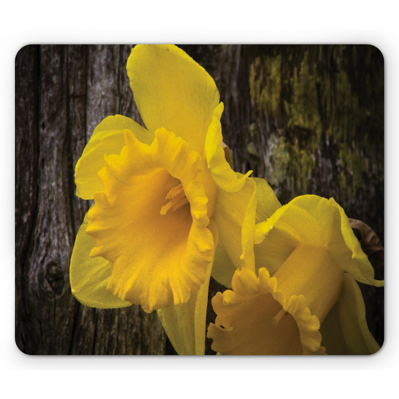 Image of Trumpet Daffodil Mouse Pad