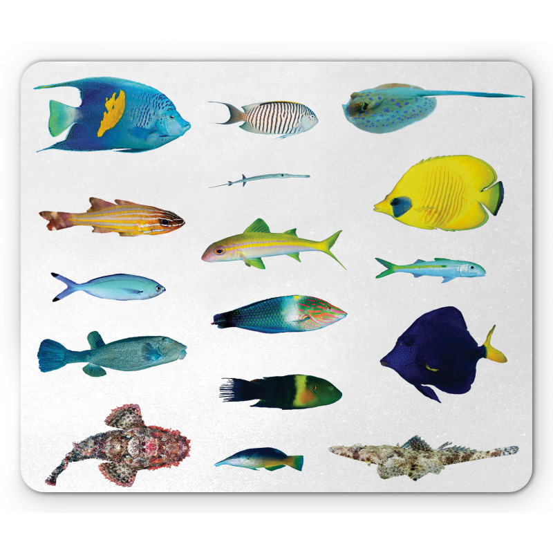 Marine Life Creatures Mouse Pad