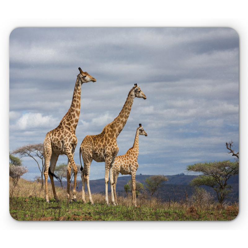 Giraffe Family Mouse Pad