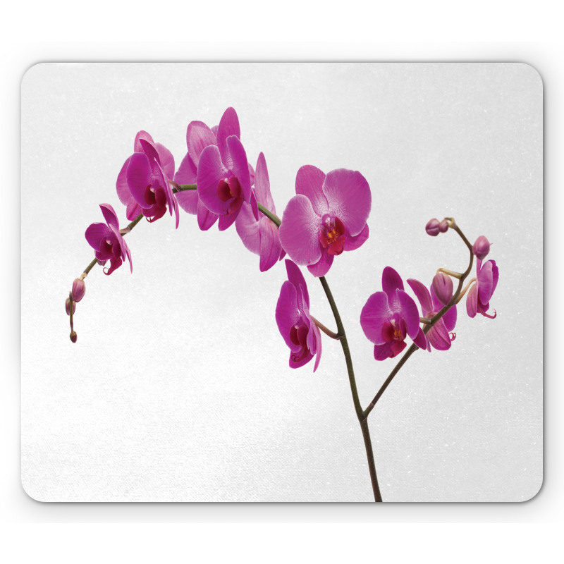 Wild Orchids Petals Mouse Pad