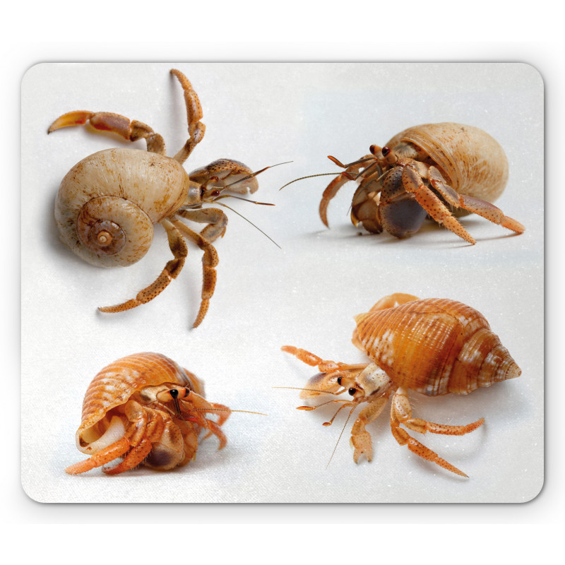 Hermit Crabs Pattern Mouse Pad