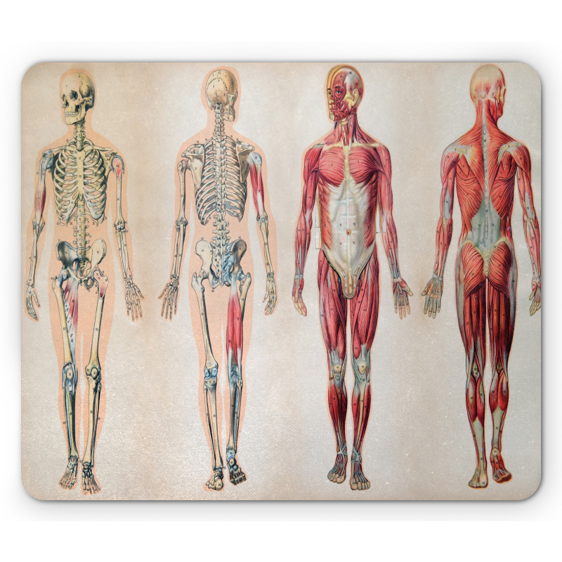 Anatomy Human Body Mouse Pad