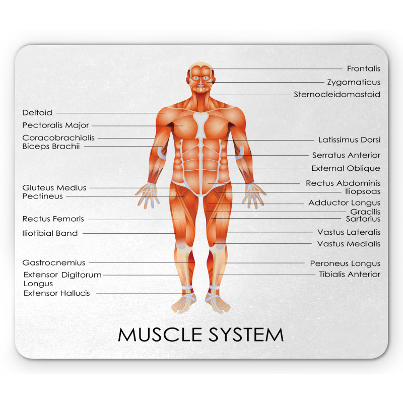 Biology Muscle System Mouse Pad