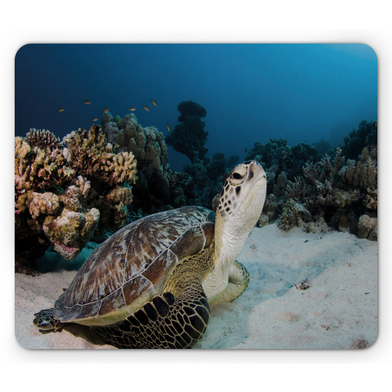 Turtle Coral Reef Mouse Pad