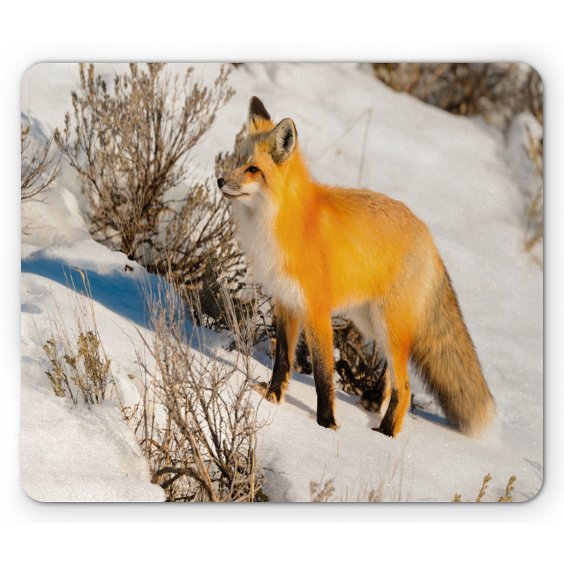 Red Fox in Snowy Nature Mouse Pad