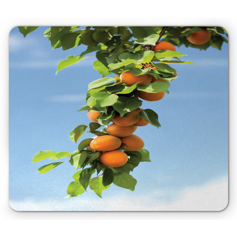 Succulent Apricots on Tree Mouse Pad