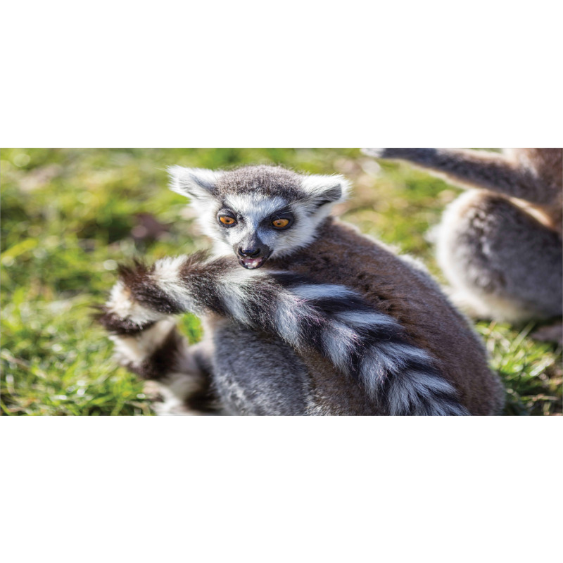 Ring Tailed Funny Expression Mug