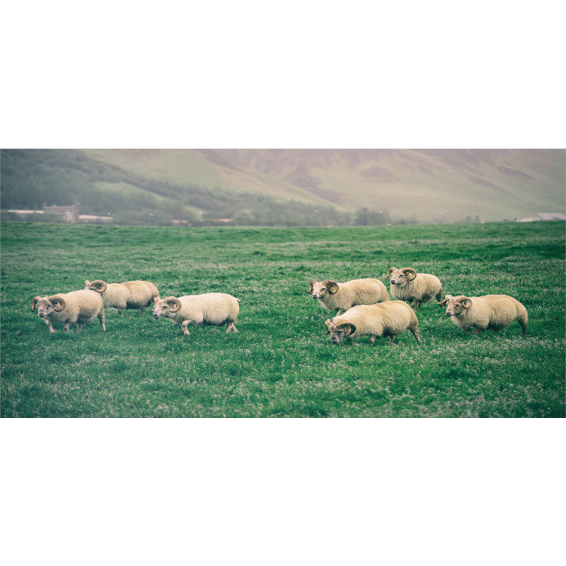 Sheep Grazing on Grass Mug