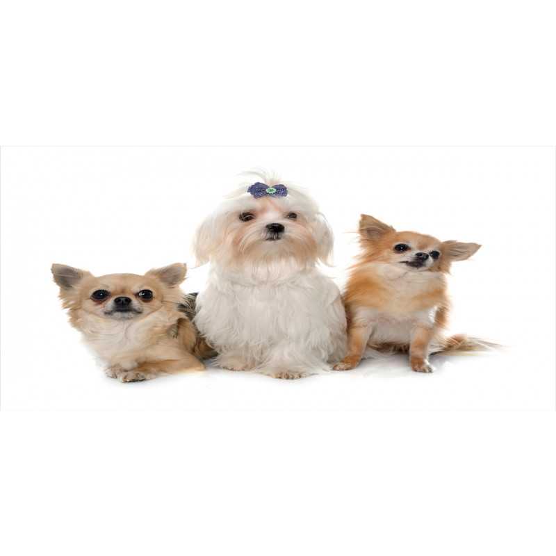 Chihuahua and Maltese Dogs Mug