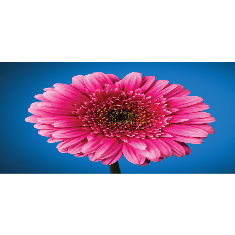 Gerbera Blossom Mug