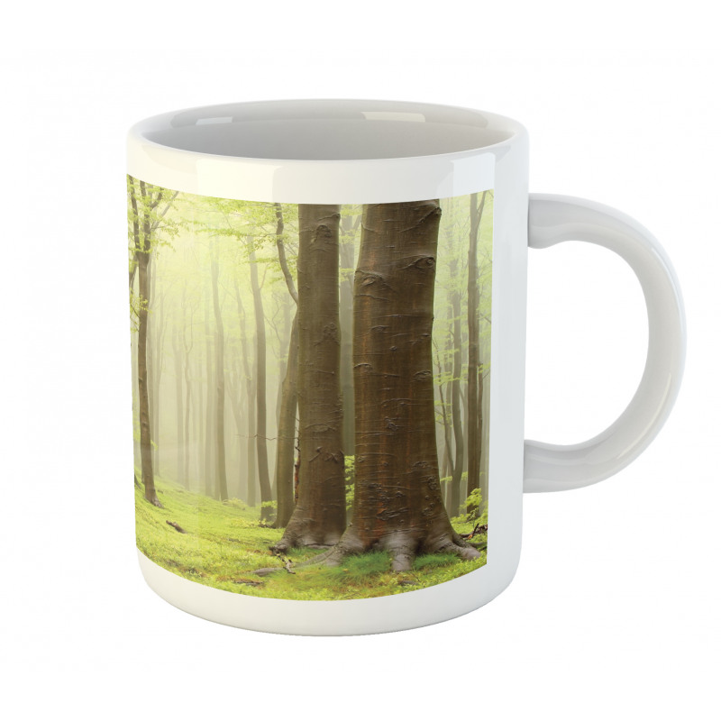 Misty Beech Forest Photo Mug