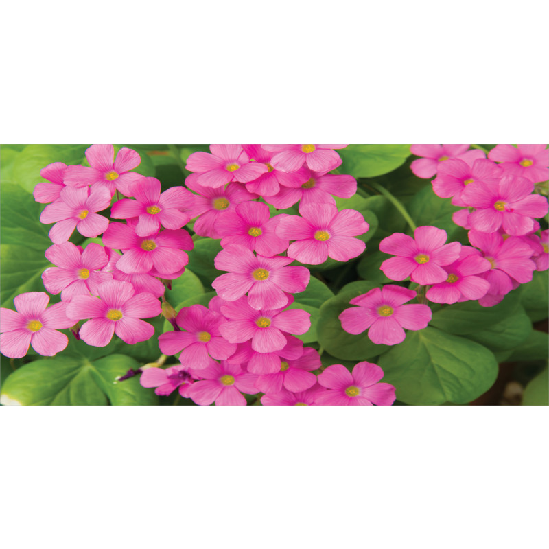 Pinkish Flower and Leaves Mug