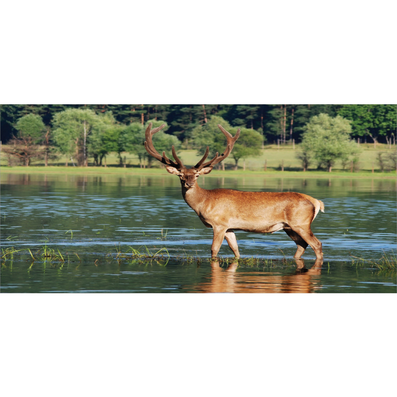 Mountain Animal in Water Mug