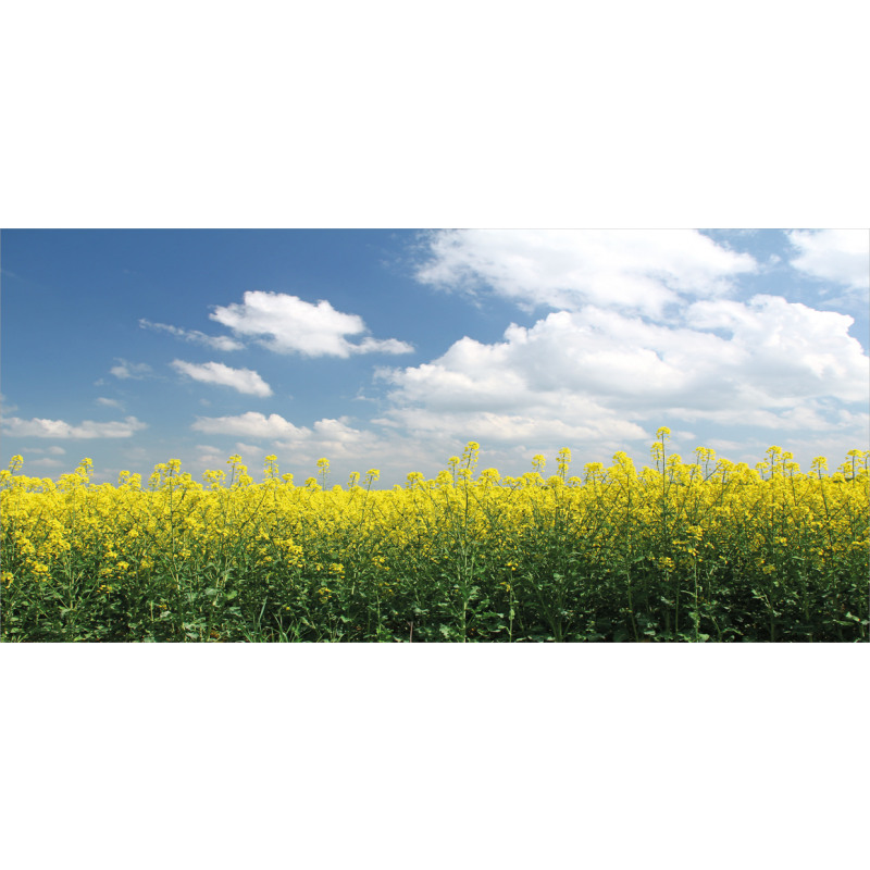 Rapeseed Field Germany Mug