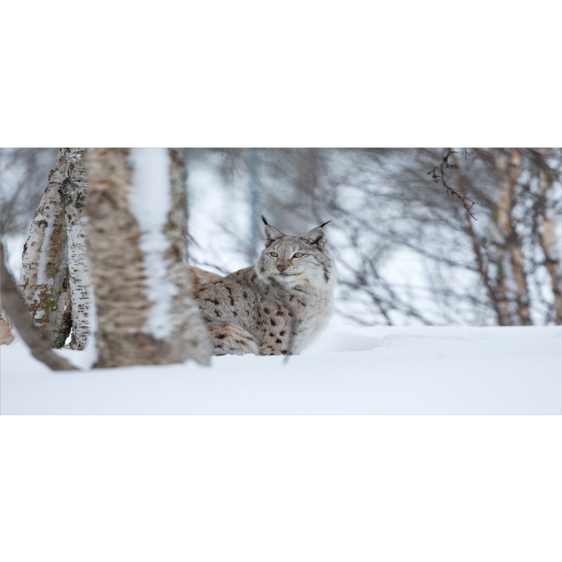 European Lynx Wilderness Mug