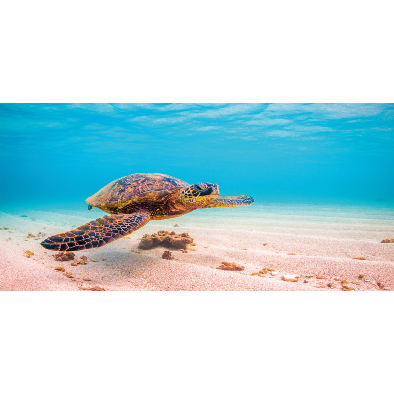 Sea Turtle Underwater Mug