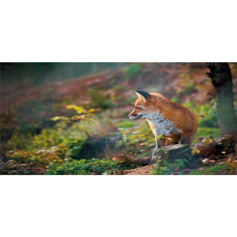 Young Wild Fox in Woodland Mug