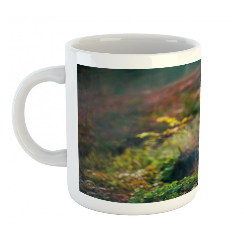 Young Wild Fox in Woodland Mug