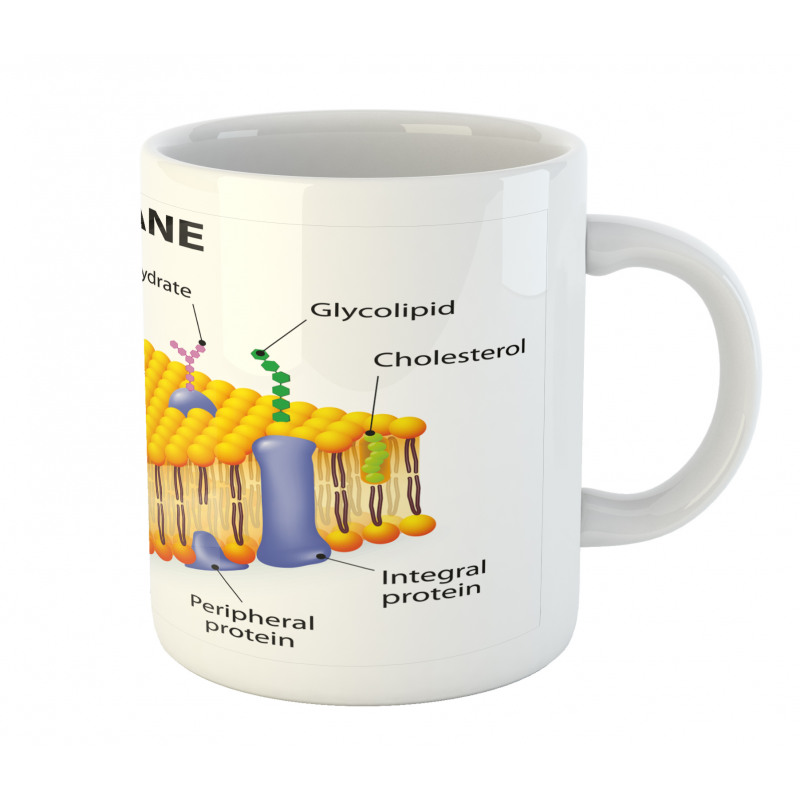 Membrane Cell Types Mug