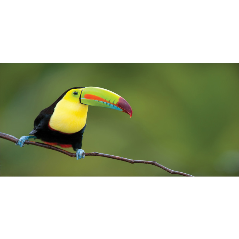 Keel Billed Toucan Mug