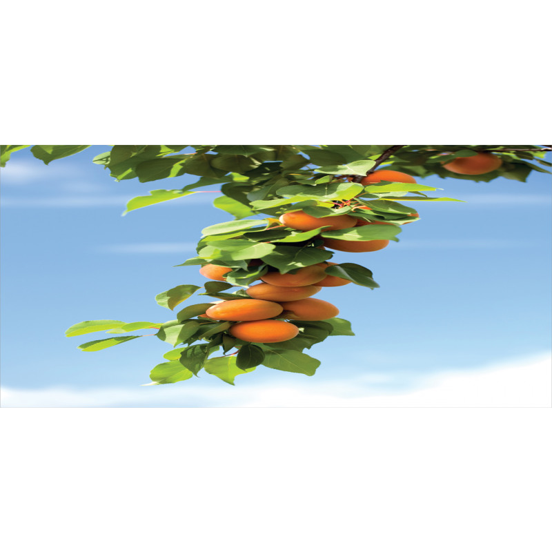 Succulent Apricots on Tree Mug