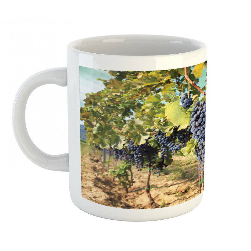 Rows of Wine Fruits in Italy Mug