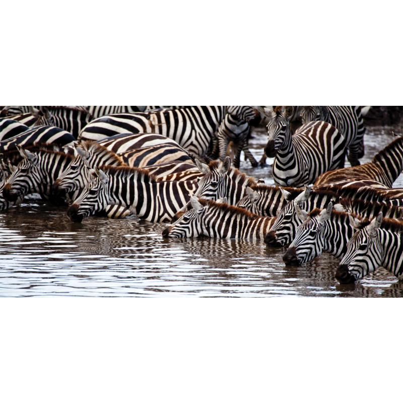 Zebra Wildebeest Herd Mug