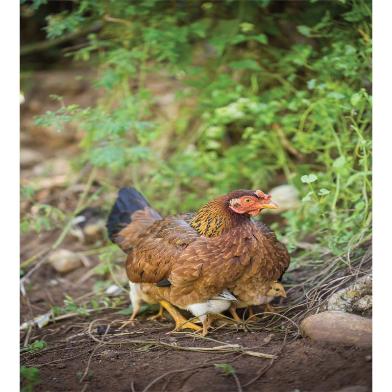 Chicken on Babies Duvet Cover Set