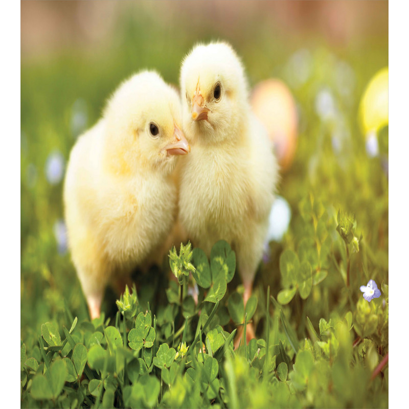 Baby Chickens Photo Duvet Cover Set