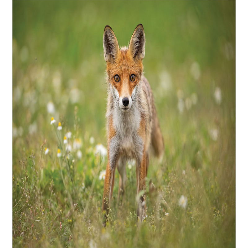 Young Curious Coyote Animal Duvet Cover Set