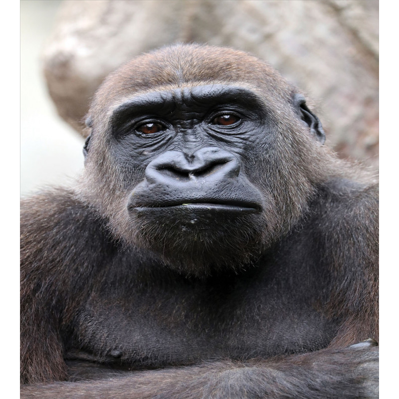 Close up Young Male Gorilla Duvet Cover Set