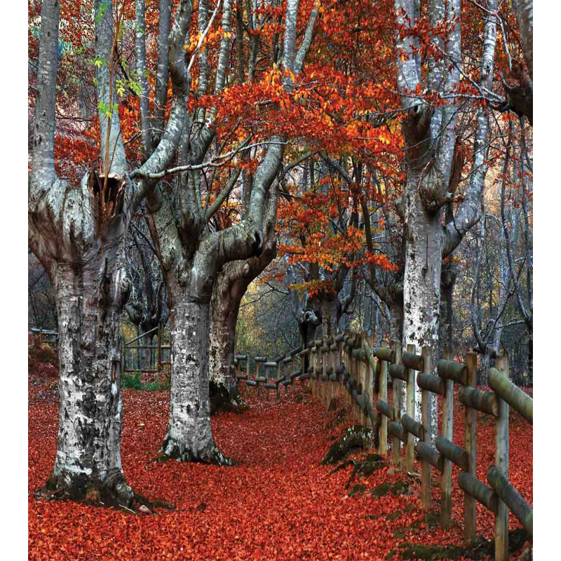 Beech Forest Autumn Duvet Cover Set