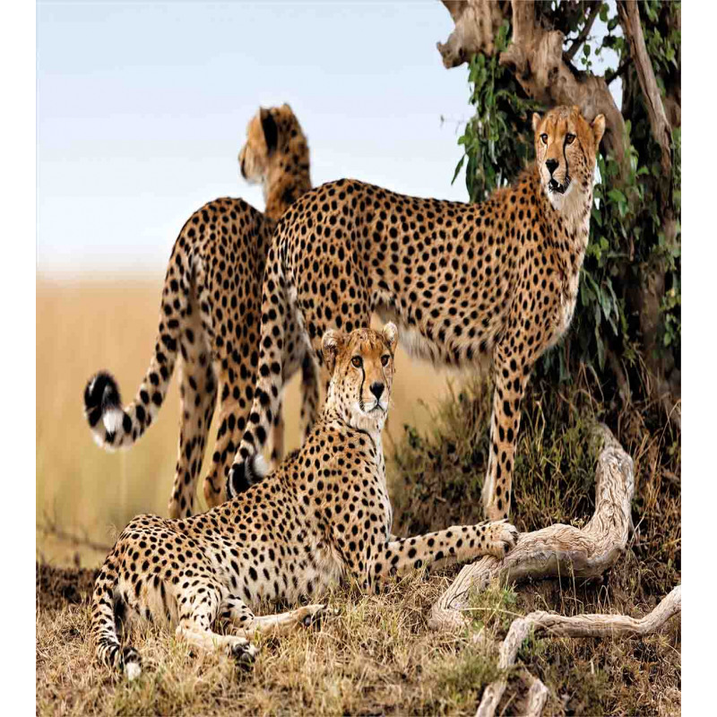 Safari Animal Cheetahs Duvet Cover Set