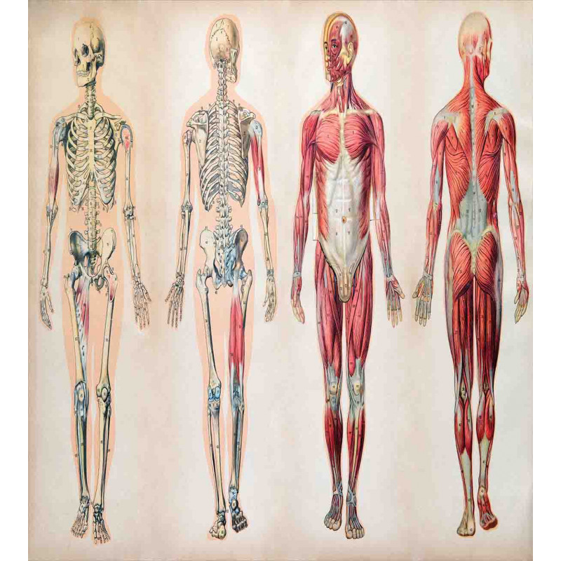 Anatomy Human Body Duvet Cover Set