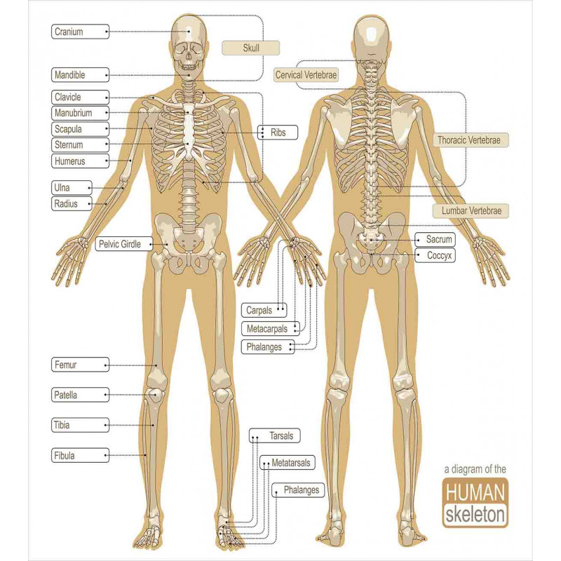 Human Skeleton System Duvet Cover Set