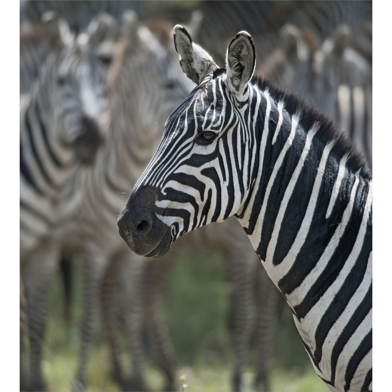 Zebra in Serengati Park Duvet Cover Set