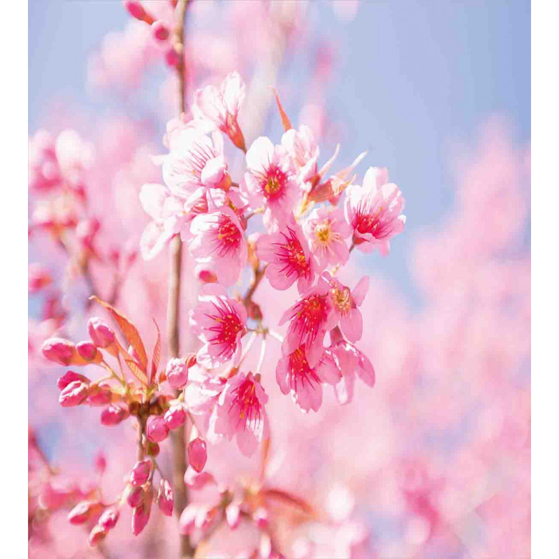 Sakura Blossom Branches Duvet Cover Set