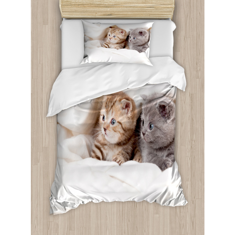 Scottish Fold Kittens Duvet Cover Set