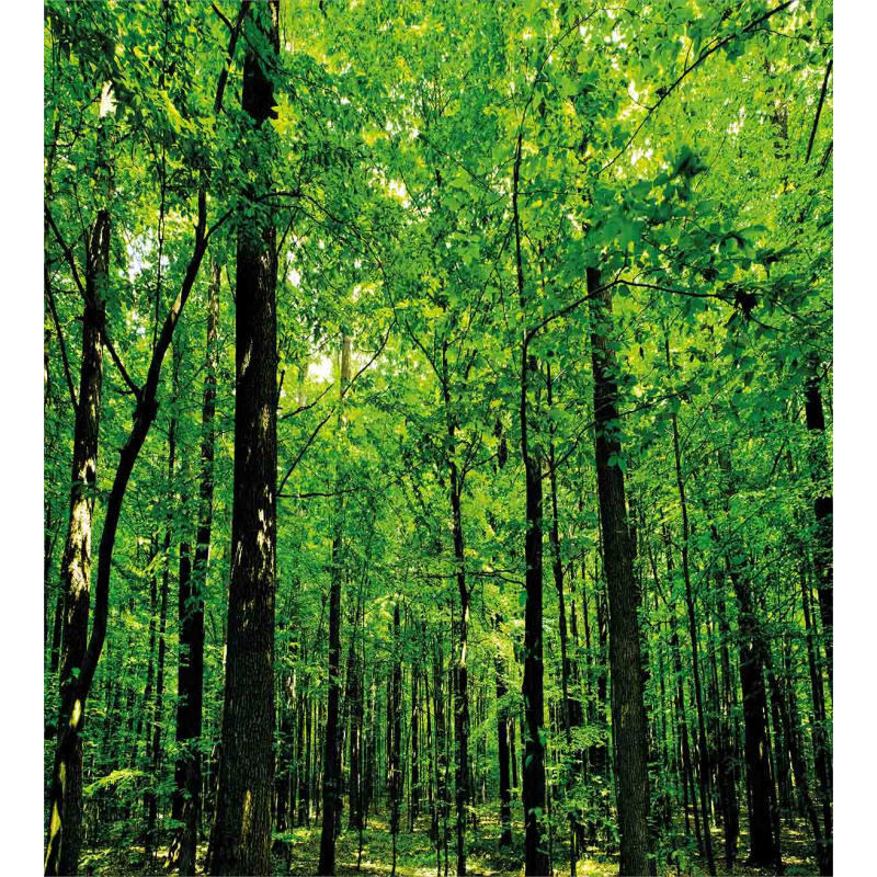 Woodland Tree Forest Sun Duvet Cover Set