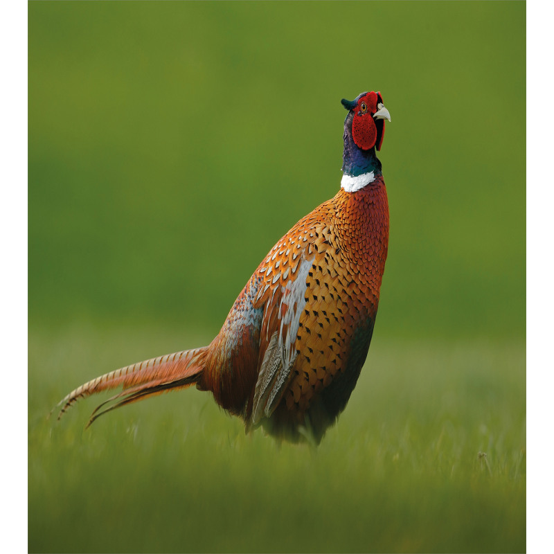 Pheasant Long Tail Meadow Duvet Cover Set